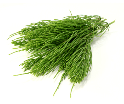 ekstrakt ze skrzypu polnego w NEOfloraxie